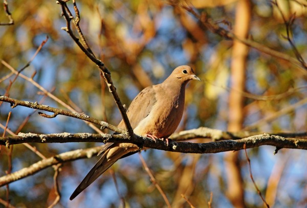 Golden Mourning Dove In Autumn by Deb Oppermann